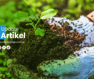 PT MANDALA AGRO MAS Artikel1